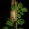 Outlon bornejsky - Nycticebus menagensis - Philippine Bornean Slow Loris o6352